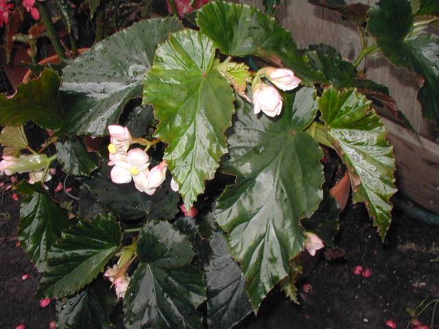 B. ‘Queen of Hearts’